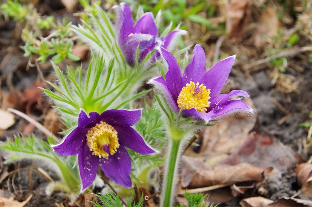 Pulsatilla (Pasque Flower) Pulsatilla Mixed