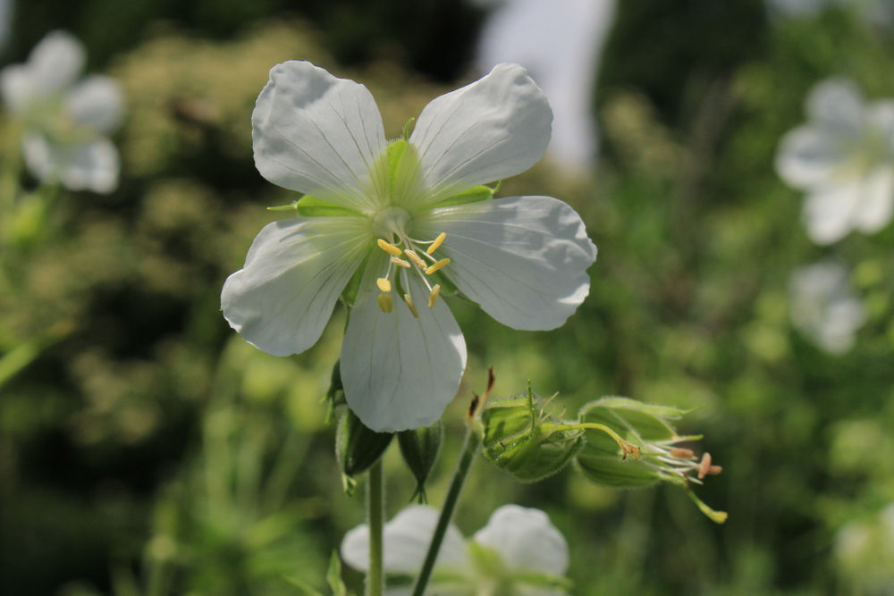 Geranium (Perennial) Sanguineum `Album`