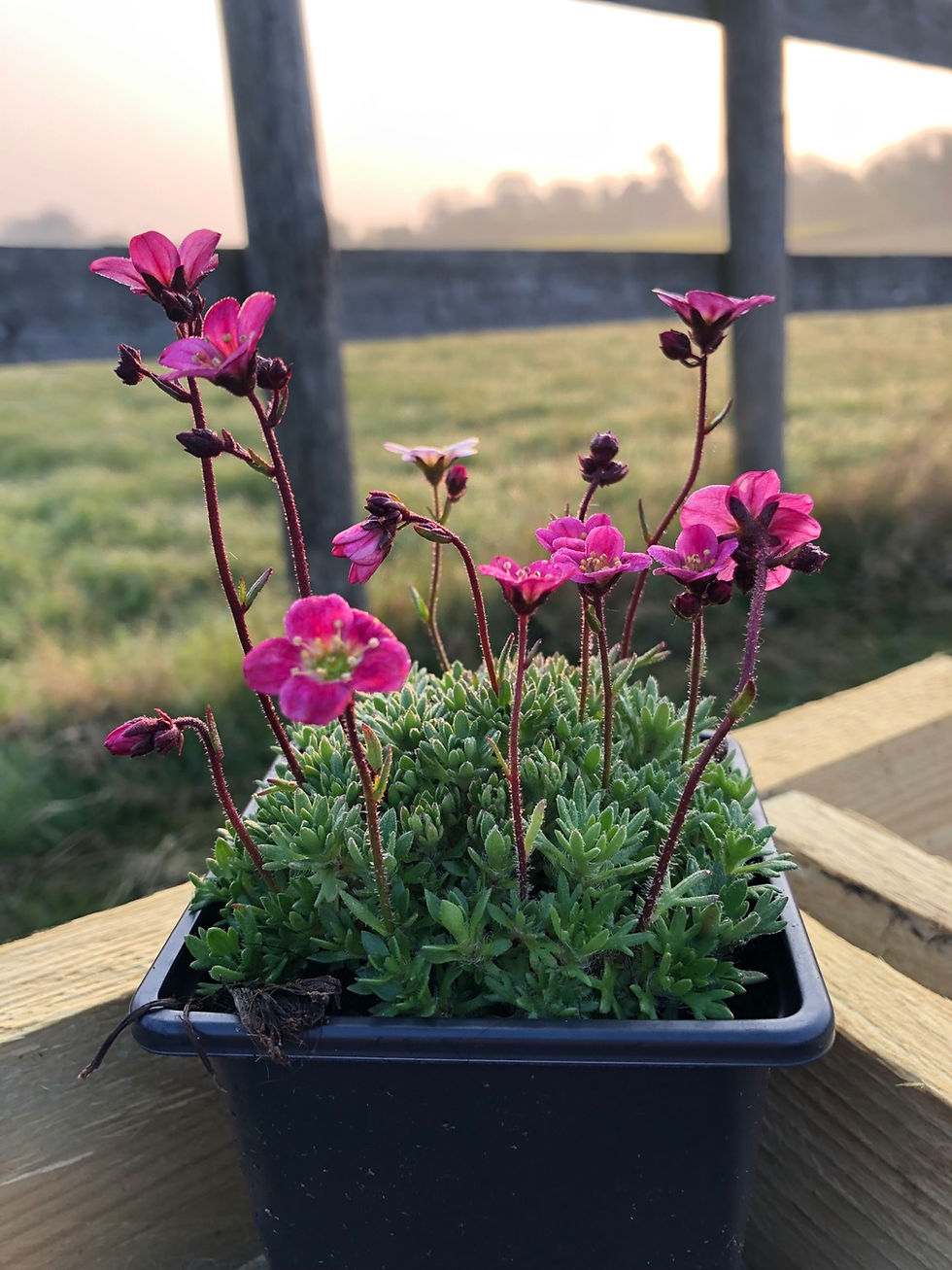Thumbnail: Saxifraga Arendsii Blutenteppich (Pink)