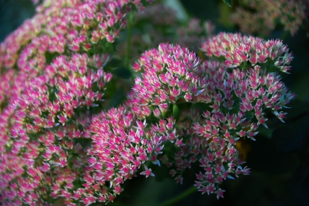 Sedum Autumn Joy