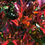 Thumbnail: Photinia Red Robin