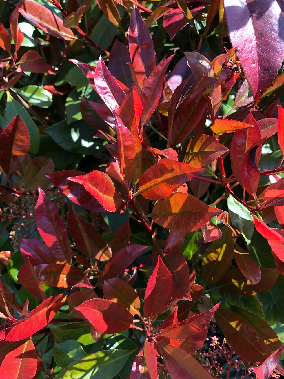 Thumbnail: Photinia Red Robin