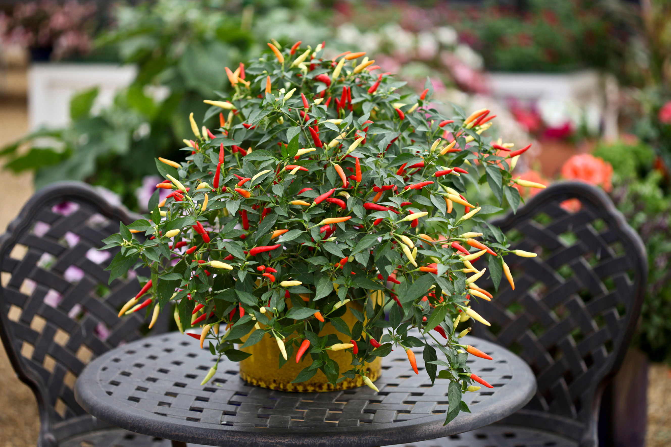 Hot Pepper Basket of Fire