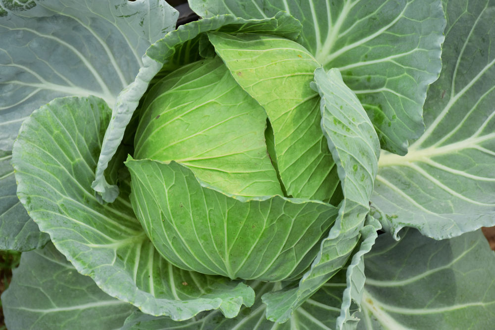 Summer Cabbage F1 Tundra