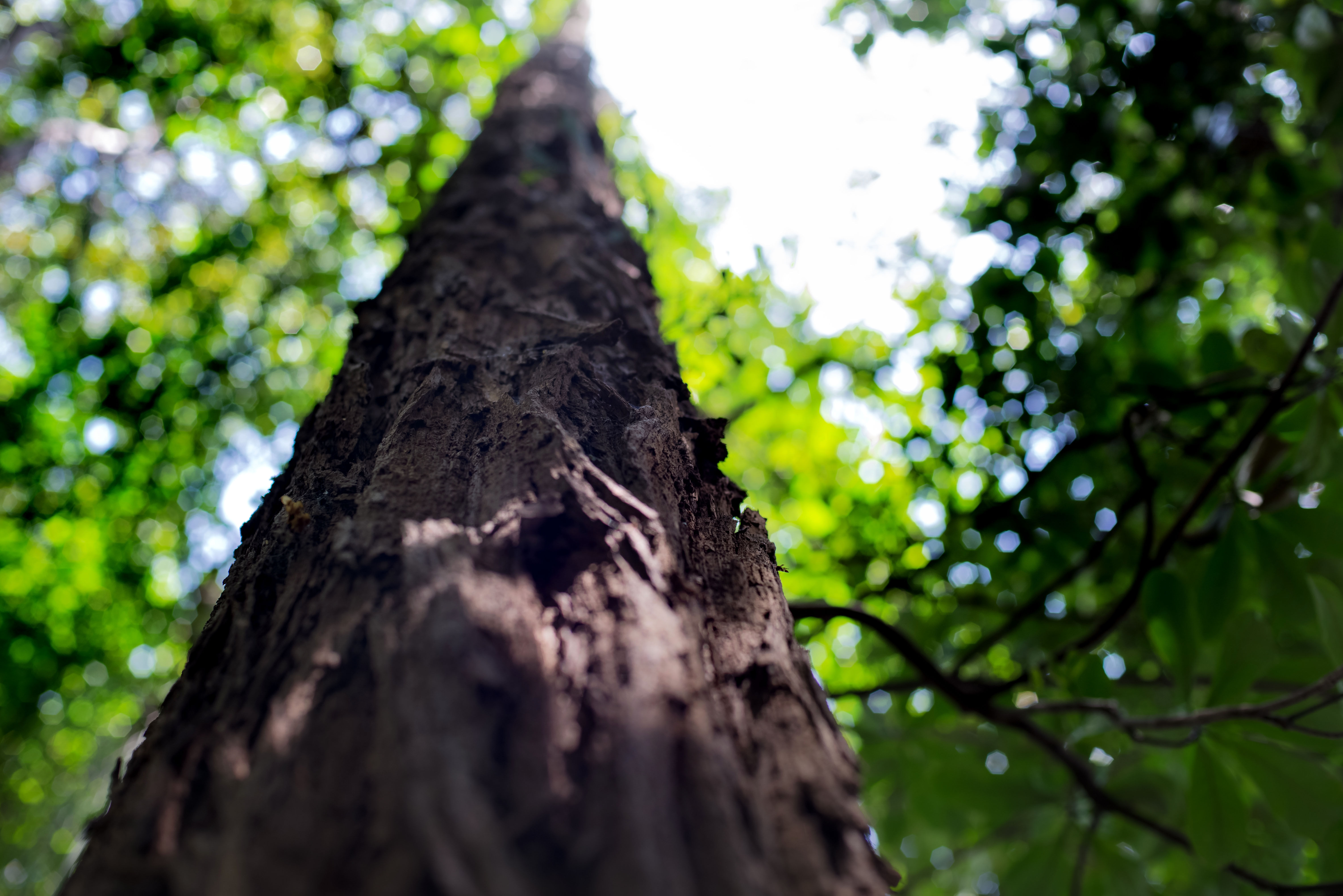 Tronco e folhas desfoque - Monte verde - MG