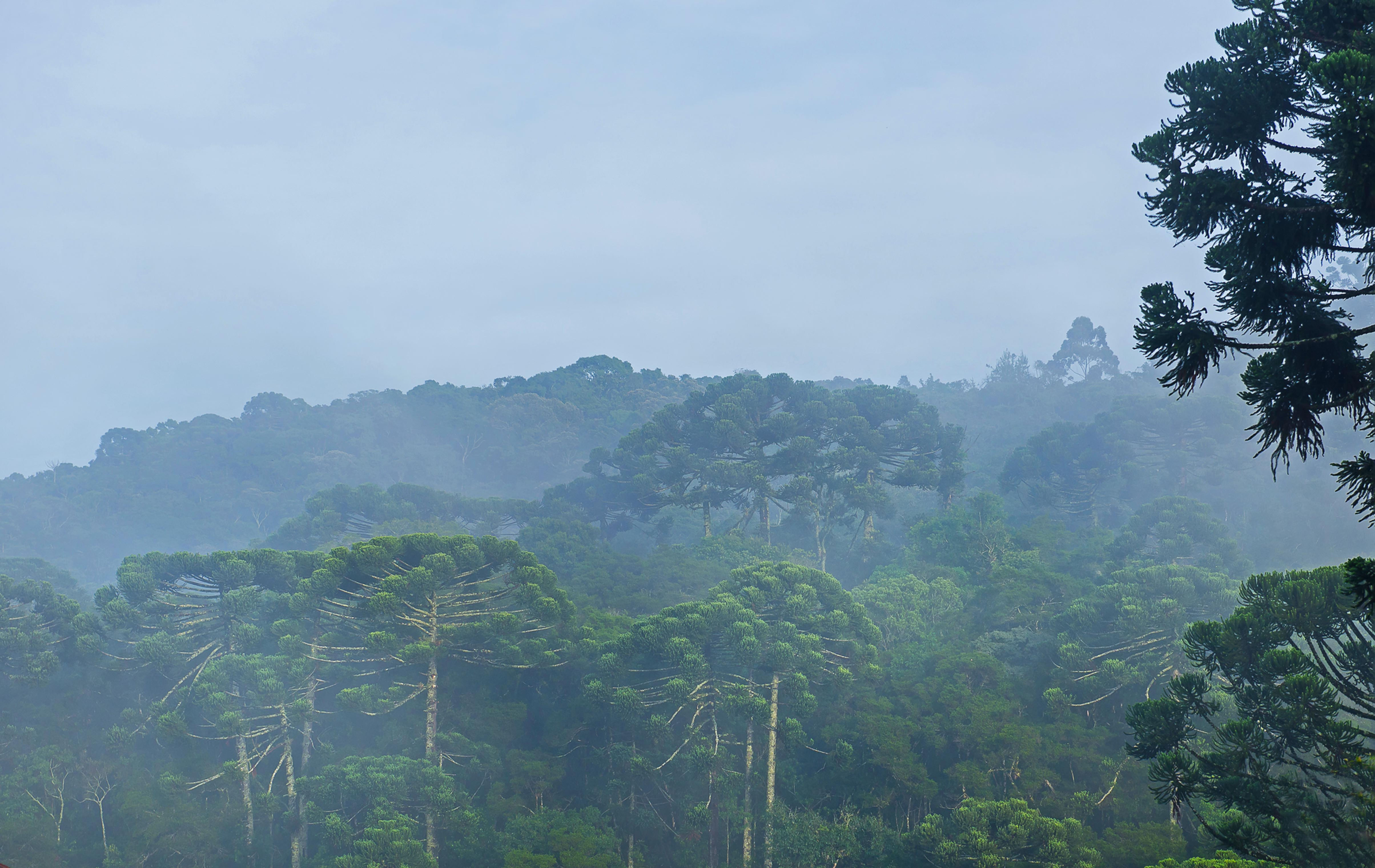 Araucárias e névoa - Monte verde - MG