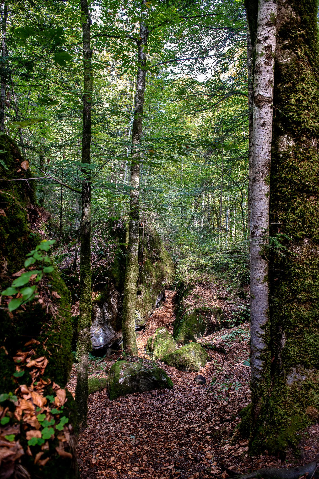 Floresta lago Blausee VII - Suiça