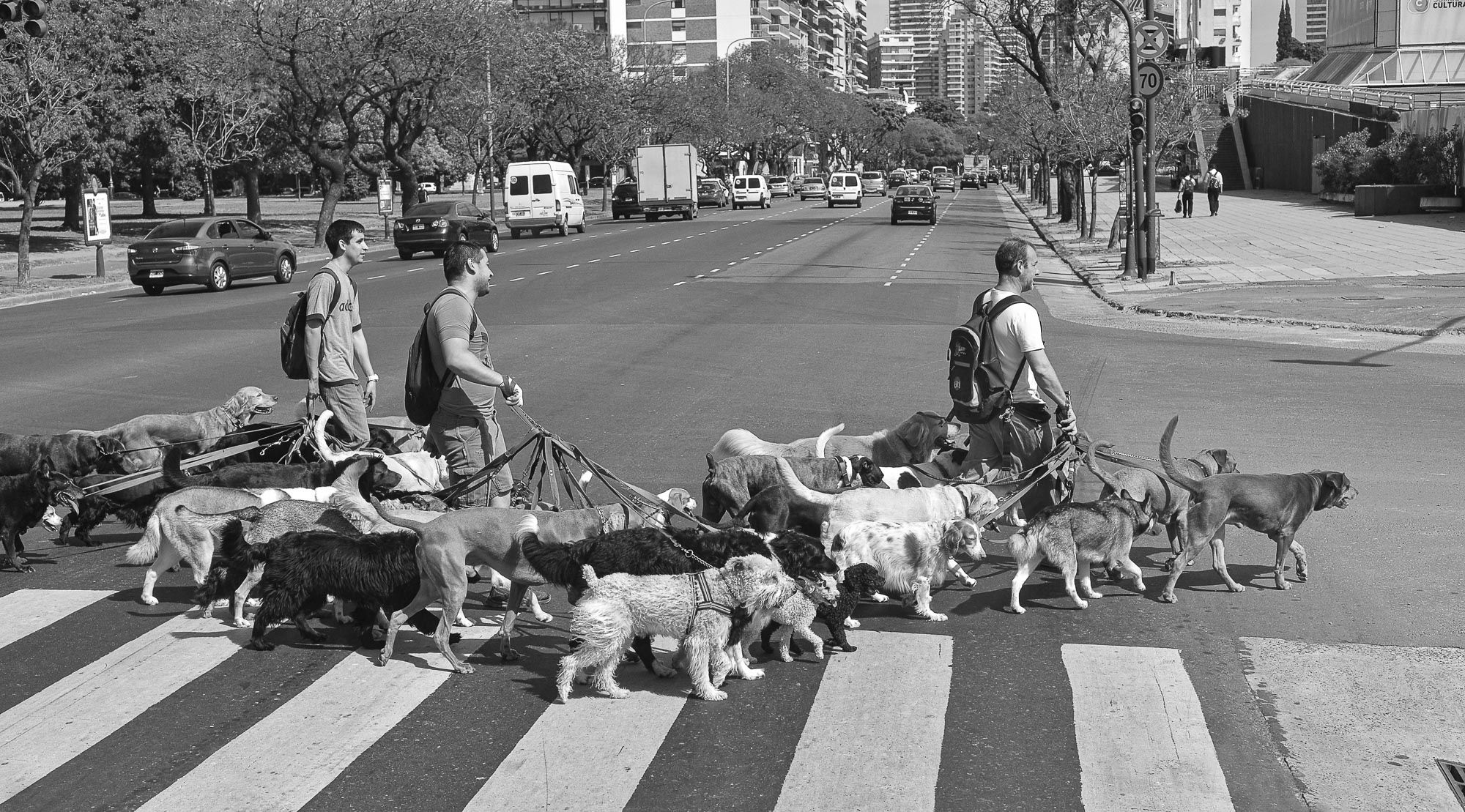 Passeadores de perros - BuenosAires - Argentina