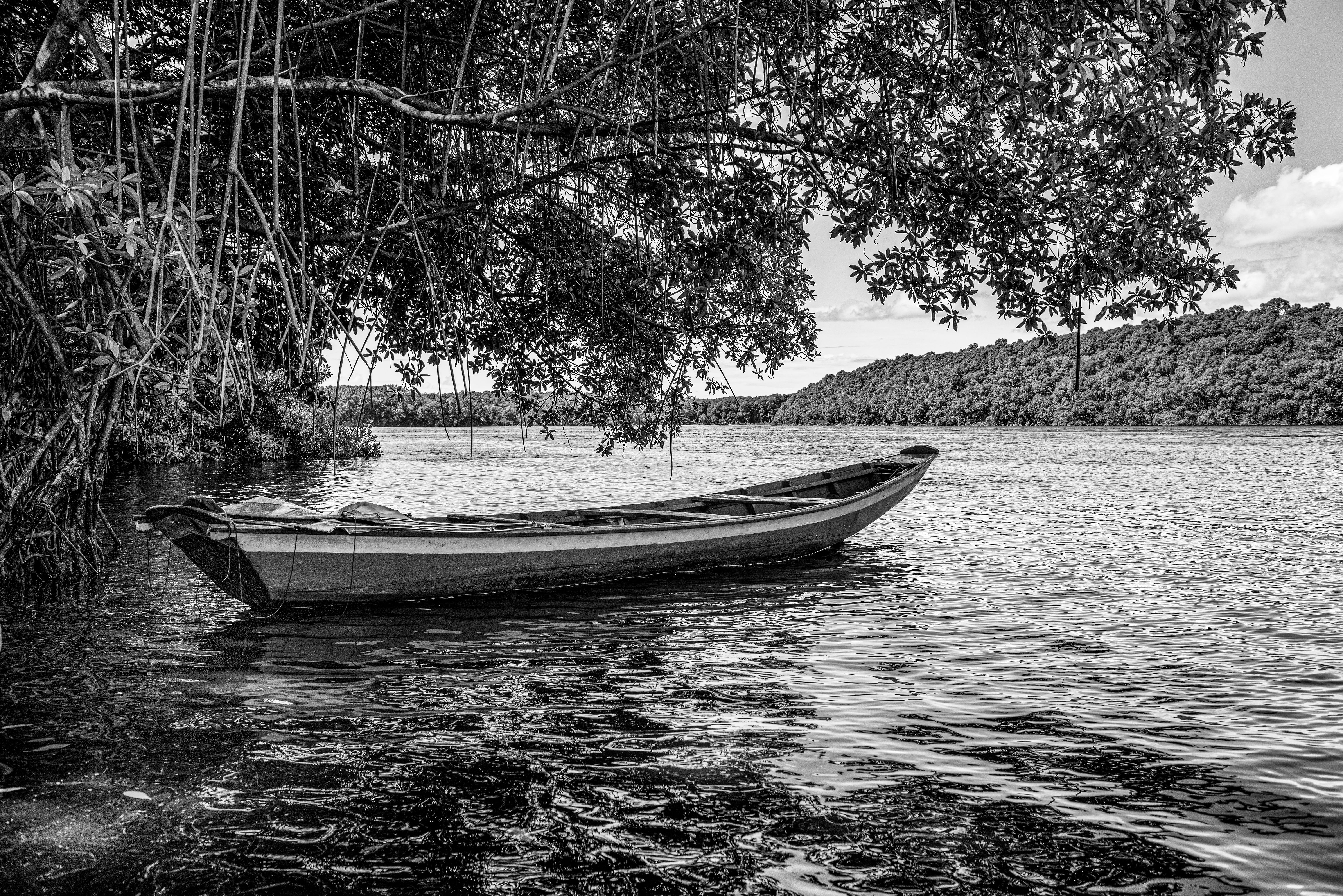 Barco sob a seringueira - Rio Preguiças- Caburé - Lençóis Maranhenses