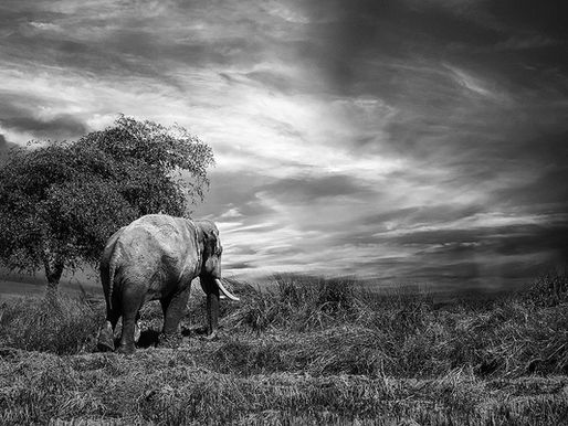 Interessting Objects to Draw: Animals