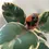 Thumbnail: Ficus Tineke (pink edge)