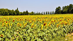 Tuscany-sunflowers.jpeg