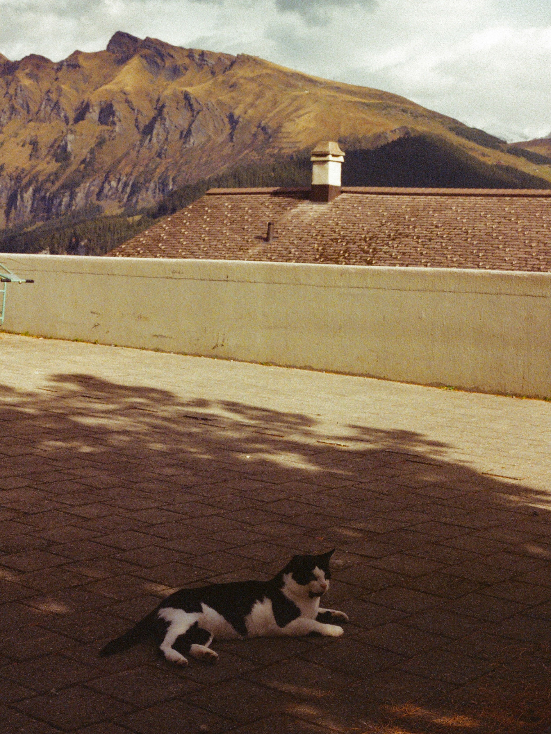 Small Cat Big World 001