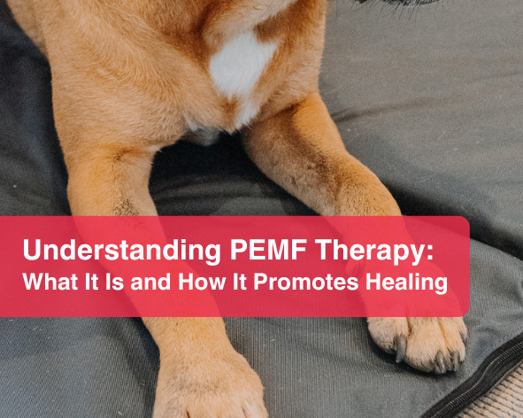 Understanding PEMF Therapy for Canines: What It Is and How It Promotes Healing