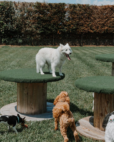 Happy dogs playing at Canine & Co Social Club Bay of Plenty
