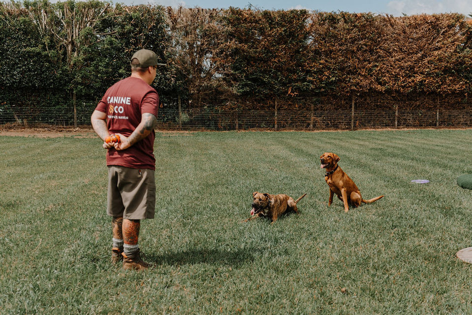 Daniel from Canine & Co training dogs Whakatane NZ