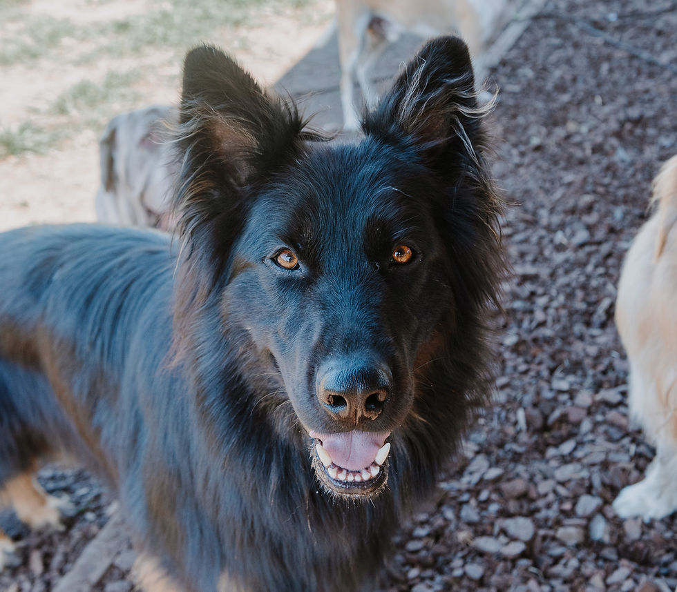 A black dog at Canine & Co