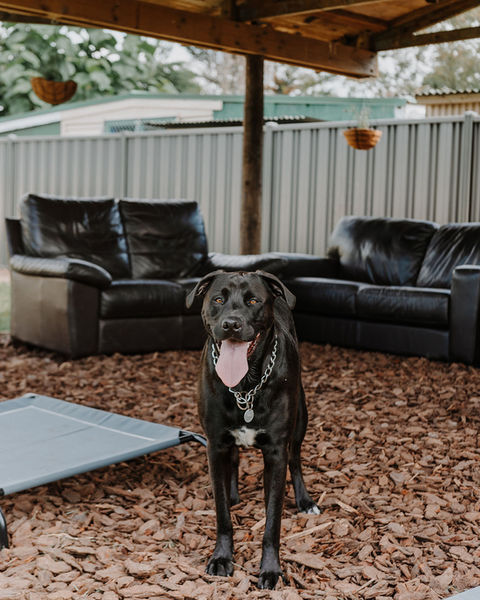 Happy dog at the Canine & Co Social Club in Whakatane
