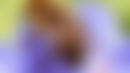 La importancia de las abejas en el mundo: pequeñas, esenciales