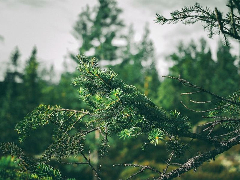 Árbol perennifolio (imagen 2)