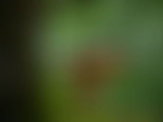 Los hongos y su importancia en los ecosistemas: los grandes invisibles