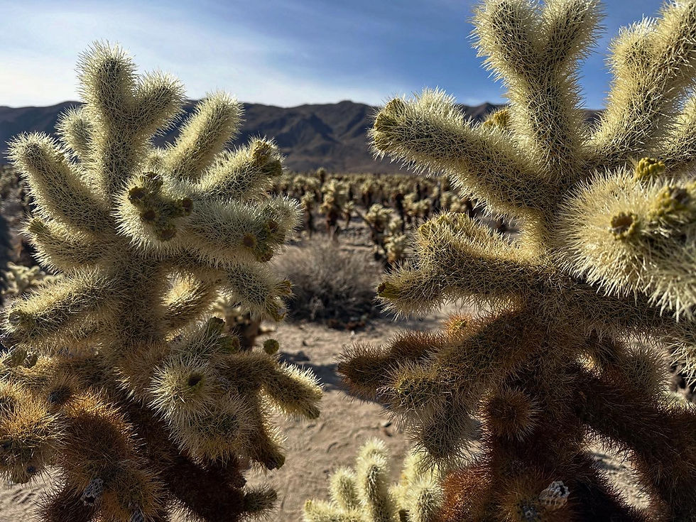 Cholla Cactus Garden at Joshua Tree National Park