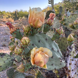 Prickly Pear Cactus in bloom