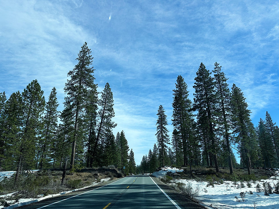 The snowy Shasta Trinity Forest