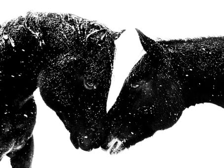 Two horses touching noses during a heavy snowstorm with ice crystals covering their fur in Cedar City, Utah