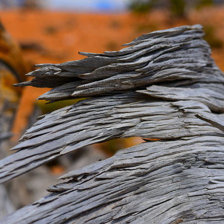 Twisted bristlecone pine tree with flowing branches in southern Utah