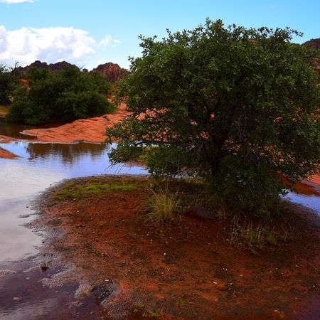Tree growing on red sandstone with reflections in nearby water at Snow Canyon Utah
