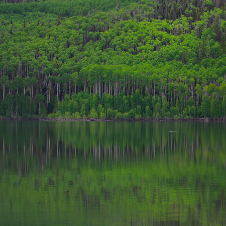 Close view of green trees reflecting across calm Beaver Lake water in the Tushar Mountains Utah