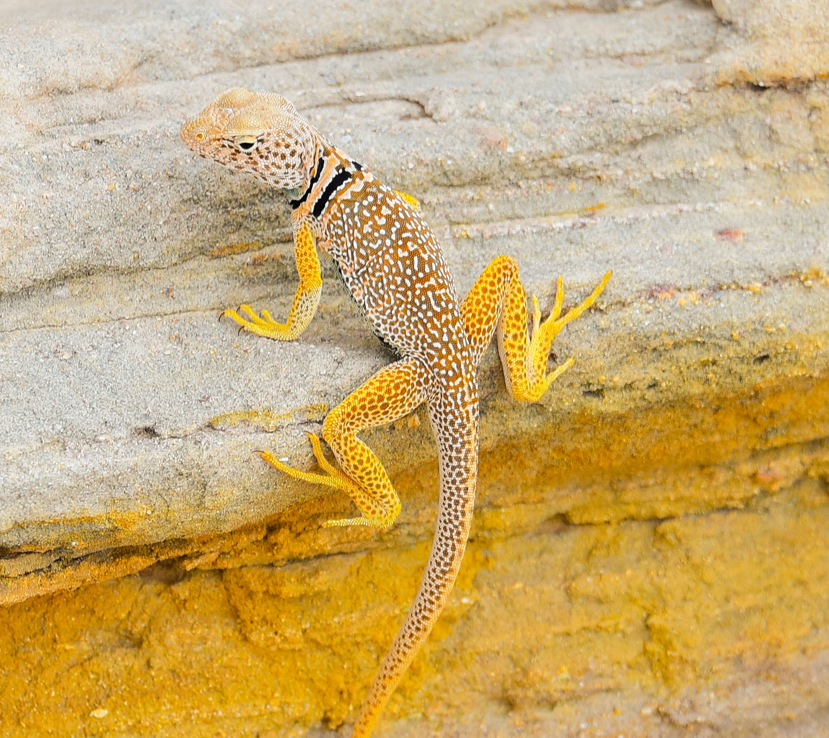 Yellow Lizard captures a fascinating moment of desert wildlife at the breathtaking Alstrom Point overlooking the Lake Powell