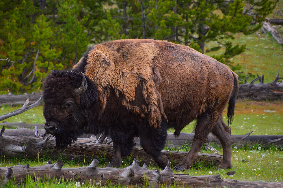 Wildlife, rivers, waterfalls, geothermal pools, forests, and scenic landscapes across Yellowstone National Park featuring buffalo, flowing rivers, steaming hot springs, moss covered trees, and powerful waterfalls in a vast wilderness setting