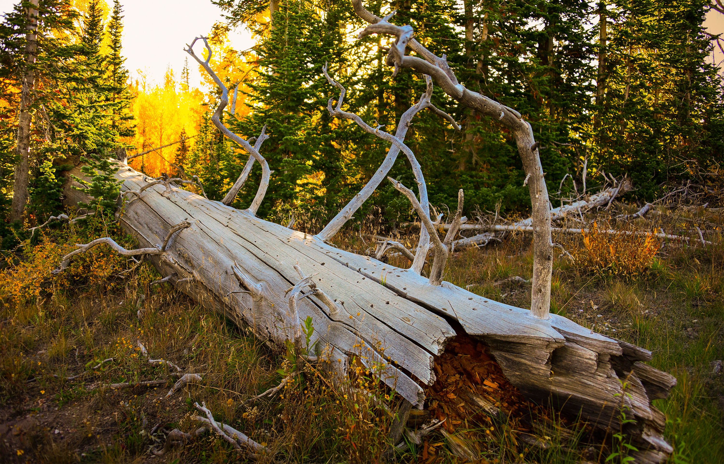 A large fallen tree lies across a forest floor covered in bright yellow autumn leaves, with broken trunk stubs sticks upward