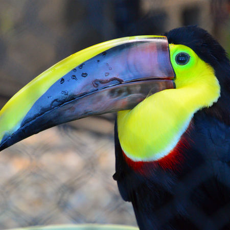 Colorful toucan with bright multicolored beak and vivid feathers perched calmly