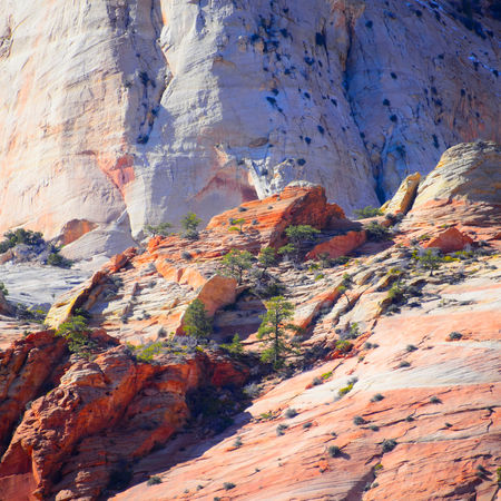 Tall sandstone canyon walls in Zion National Park