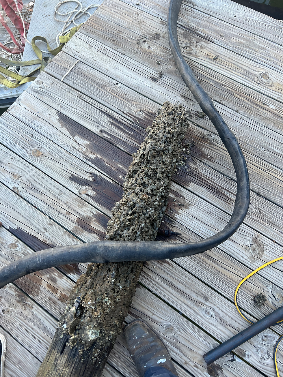 Piling damaged by marine organisms