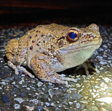 オットンガエル123.JPG