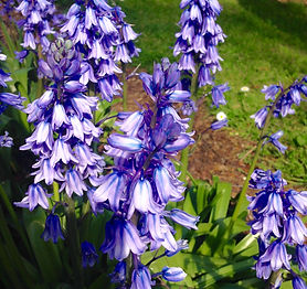 Bluebells.jpg