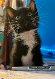 A tiny baby tuxedo kitten named Chad sitting next to a ballpoint pen, which is nearly as long as he is tall.