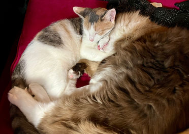 Little calico Zelda and huge fluffy colorpoint Toby snuggling. He's at least twice her size.