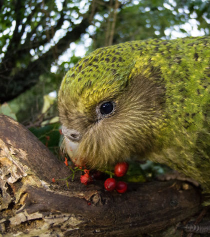 Kakapo eating berries