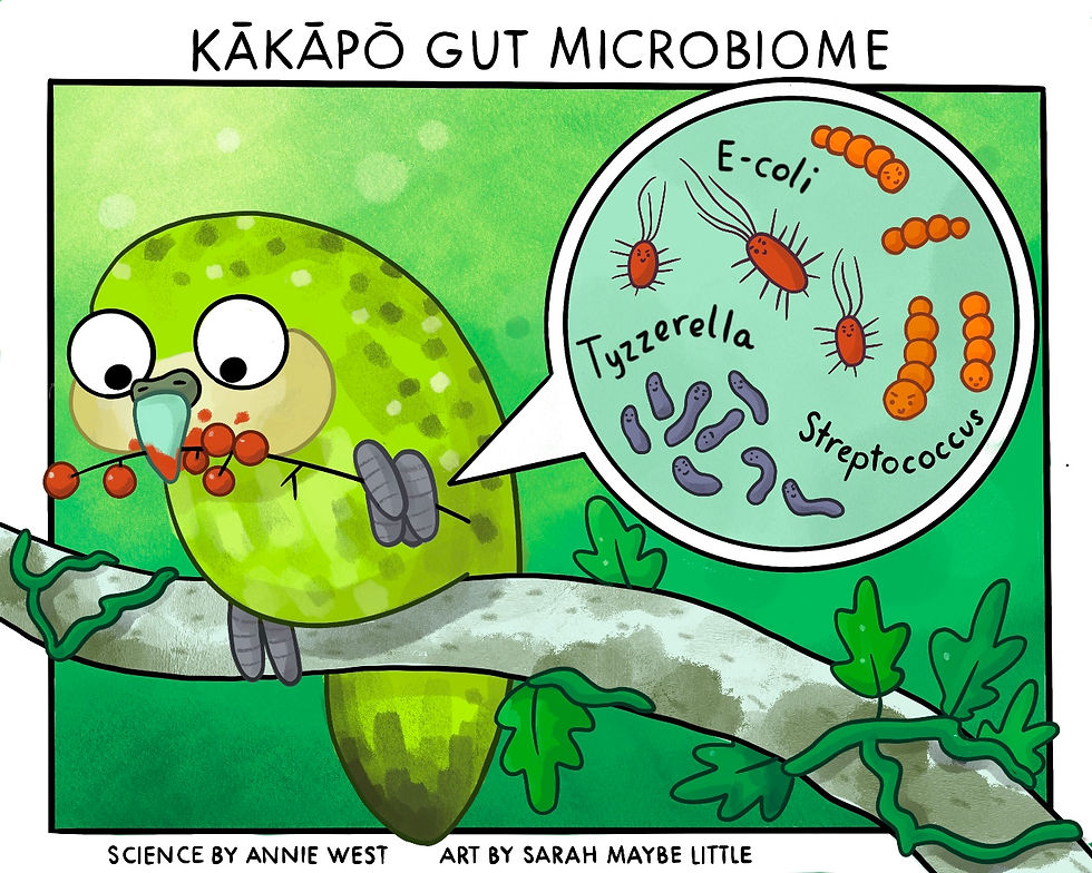 Kākāpō gut microbiome