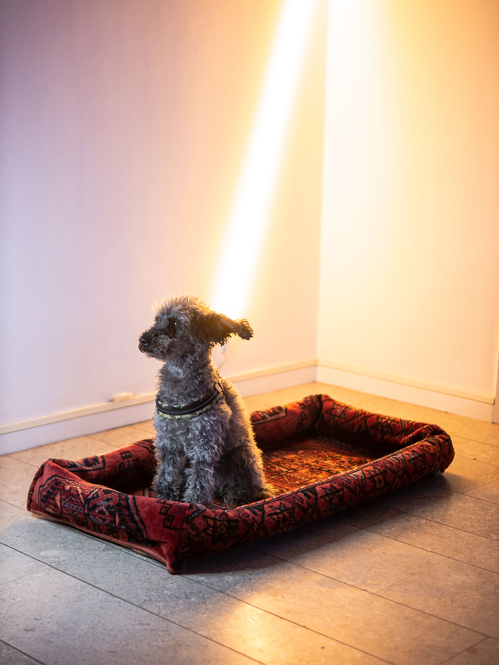 Thumbnail: Small dog basket 88x44