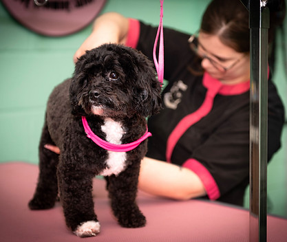Shihpoo