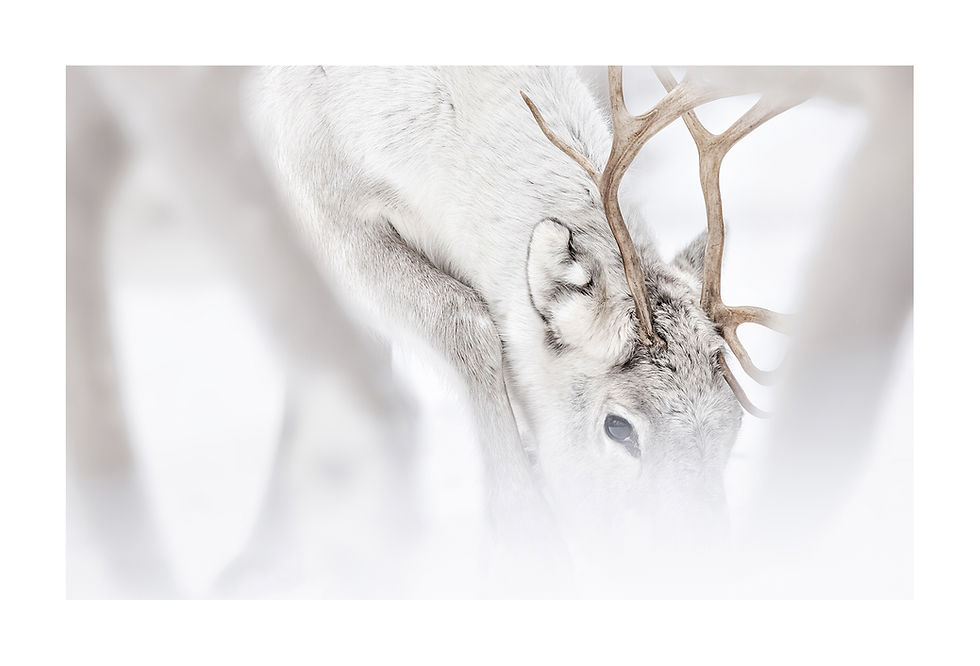 Thumbnail: Set of 5 postcards