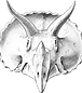 triceratops_front_edited.png