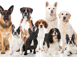 World Purebred Dog Breeds C-D
