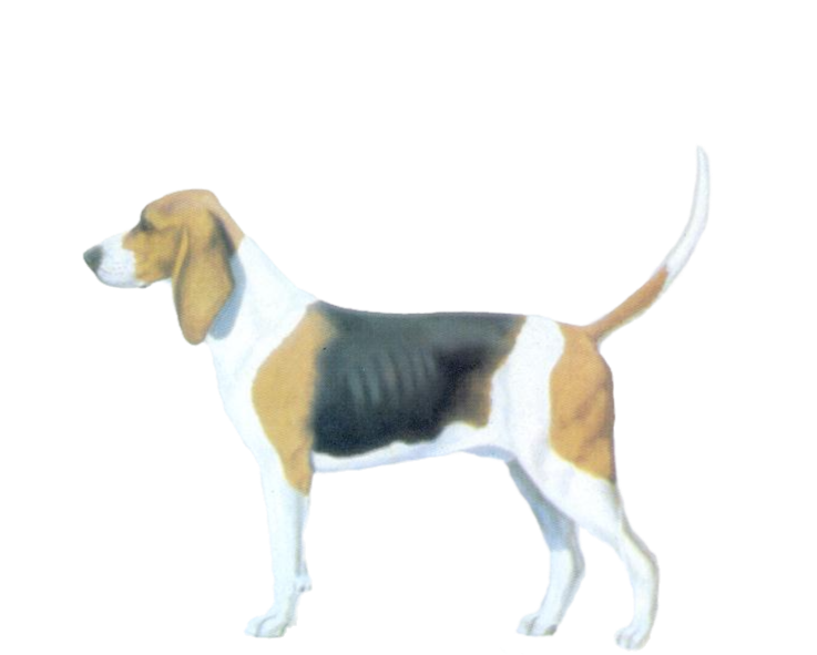 ree